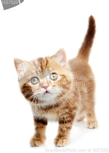 Image of British Shorthair kitten cat isolated