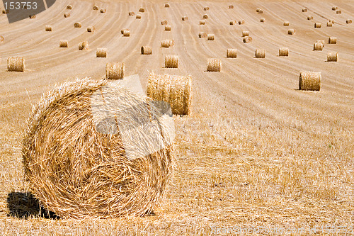 Image of Hay Bales