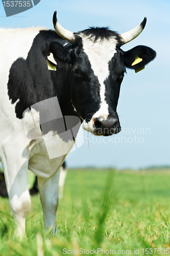 Image of White black milch cow on green grass pasture