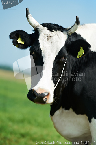 Image of White black milch cow on green grass pasture