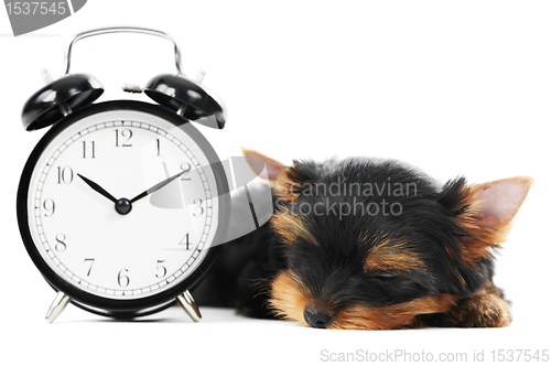 Image of Yorkshire Terrier puppy dog with alarm clock