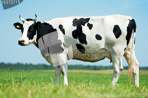 Image of White black milch cow on green grass pasture