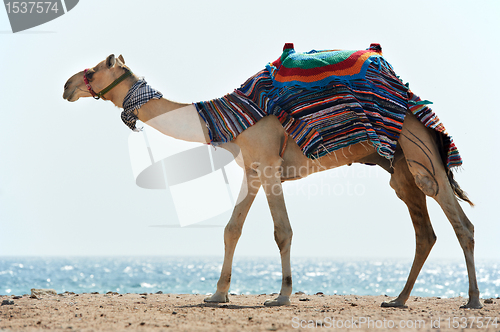 Image of Camel at Red Sea beach