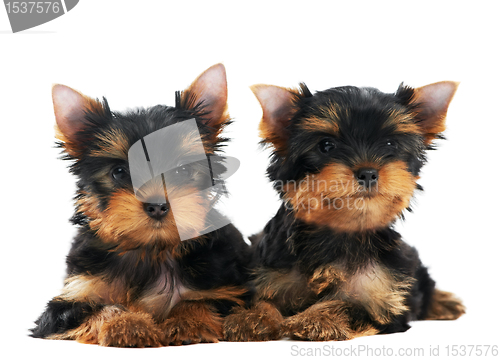 Image of One Yorkshire Terrier (of three month) puppy dog