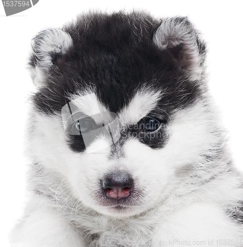 Image of one Siberian husky puppy isolated