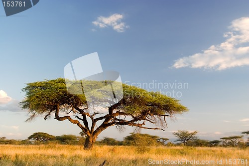 Image of African Landscape