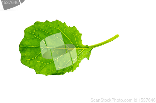 Image of Rape Leaf