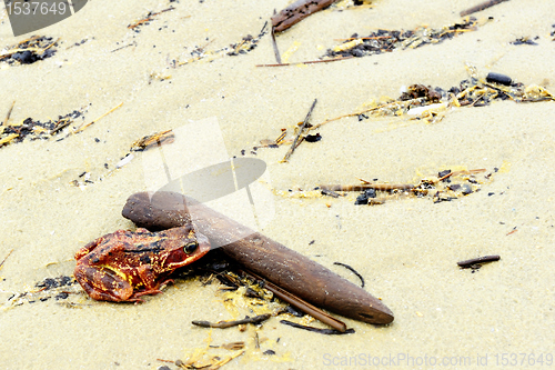 Image of Red Toad