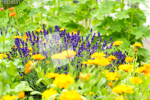 Image of Flowerbed with Lavender