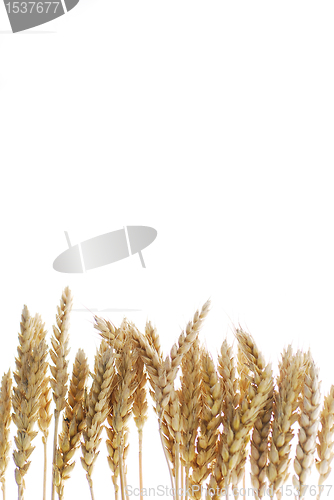 Image of Wheat base