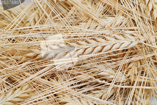 Image of Wheat background