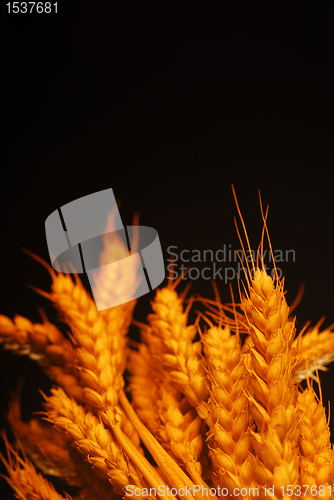 Image of Wheat crops