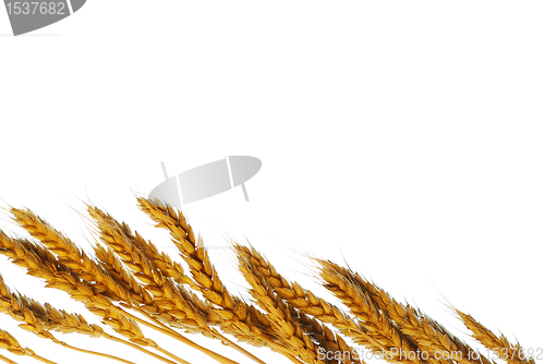 Image of Wheat with copy space