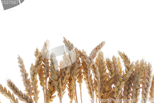 Image of Wheat growth