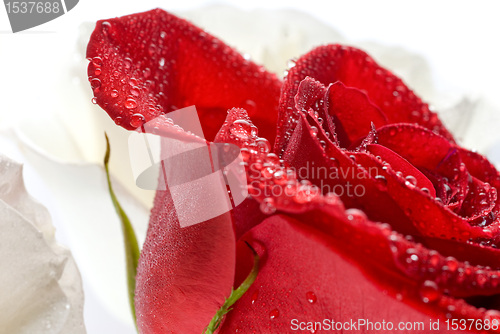 Image of Fresh red rose