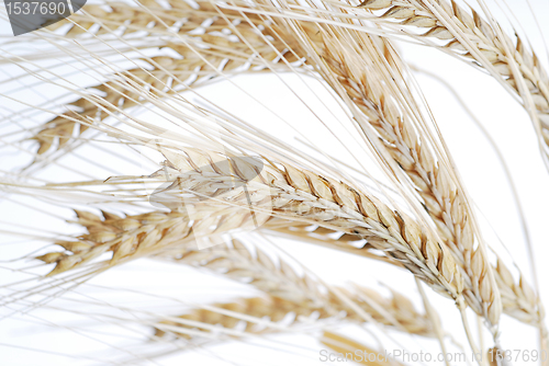 Image of Wheat closeup