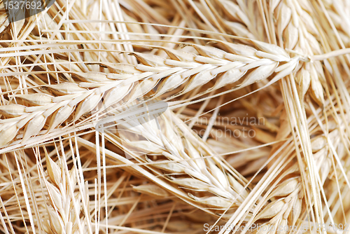 Image of Bunch of wheat