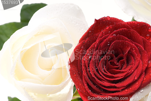 Image of Two valentines roses