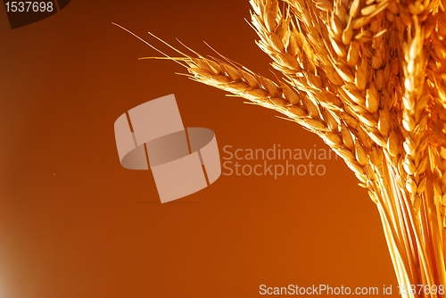 Image of Wheat background framing