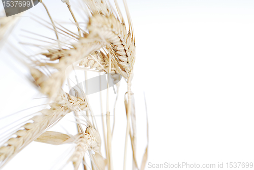 Image of Wheat life