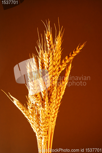 Image of Bread Wheat