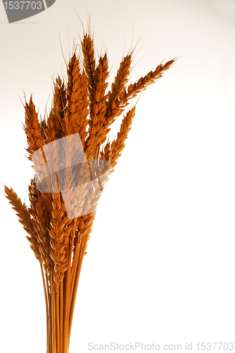 Image of Wheat over white