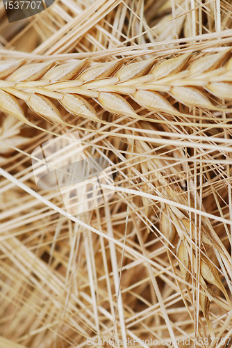 Image of Wheat upclose
