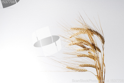 Image of Wheat spikes