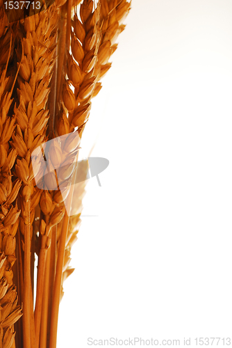 Image of Wheat frame