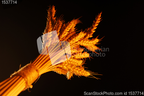 Image of Golden Wheat