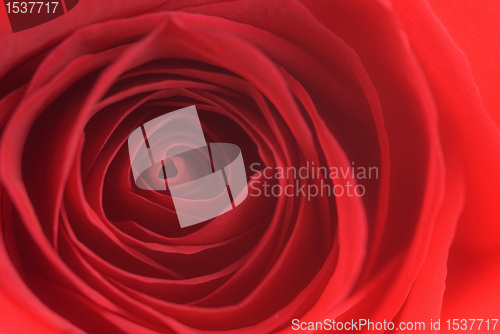 Image of Rose abstract
