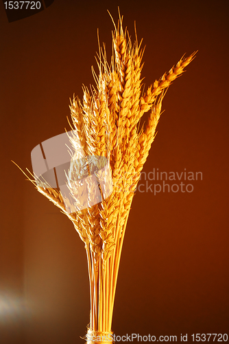 Image of Wheat