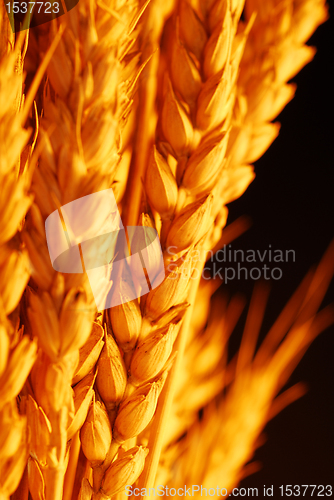 Image of Wheat close up
