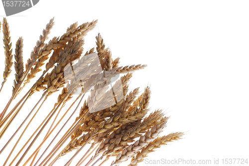 Image of Wheat plant