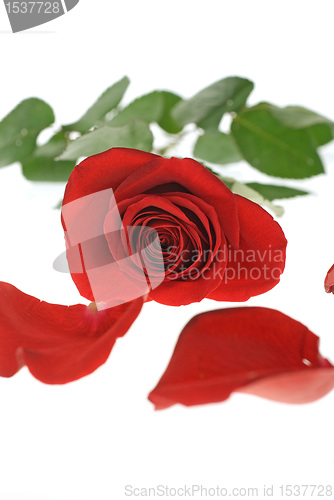 Image of Red Rose