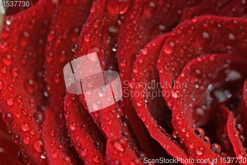 Image of Rose leaves dewdrop