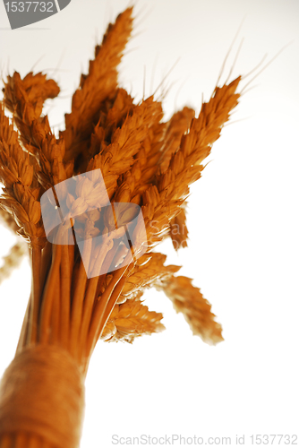 Image of Wheat on white
