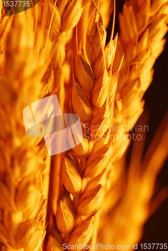 Image of Wheat selective focus