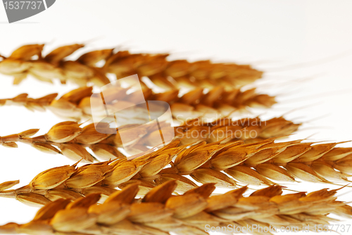 Image of Wheat with shallow DOF