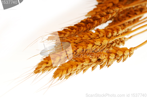 Image of Wheat closeup