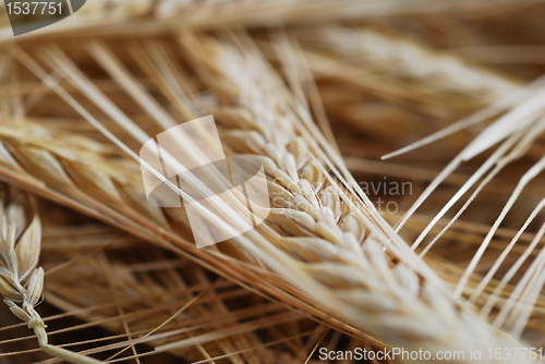 Image of Wheat with selective focus