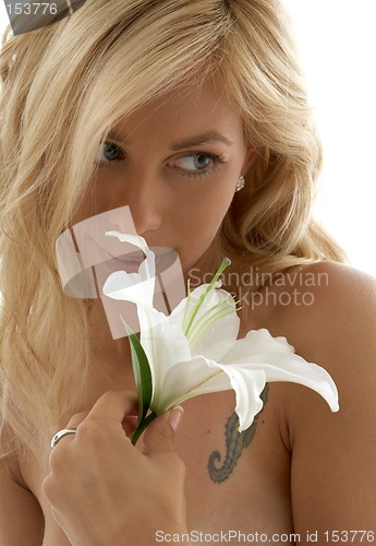 Image of madonna lily #2
