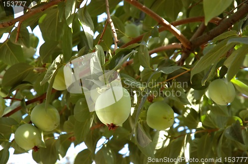 Image of Over-laden fruit tree