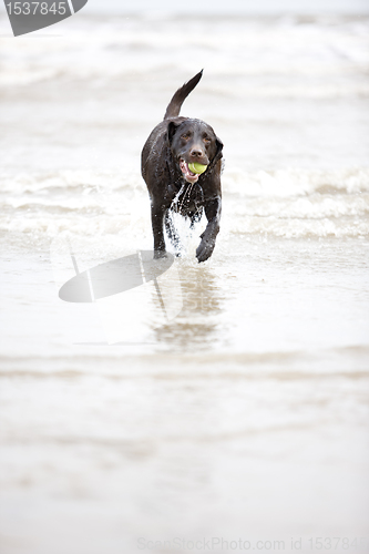 Image of Brown Labrador in the Sea