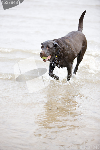 Image of Brown Labrador in the Sea