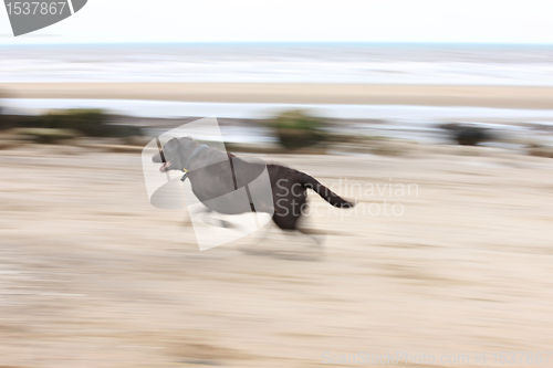 Image of Brown Labrador running on the beach