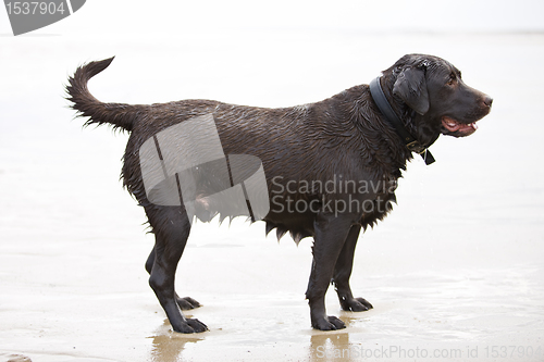 Image of Brown Labrador in the Sea