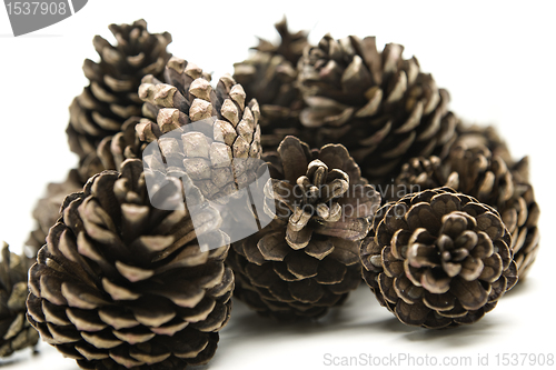 Image of acorns