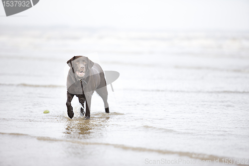 Image of Brown Labrador in the Sea
