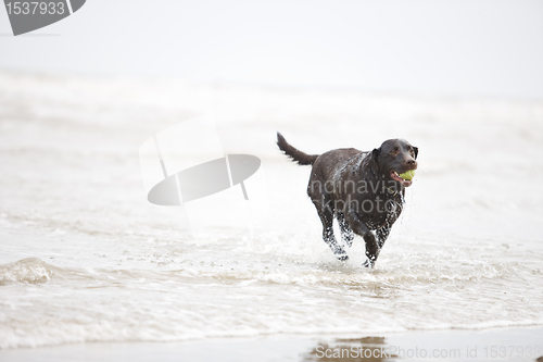 Image of Brown Labrador in the Sea